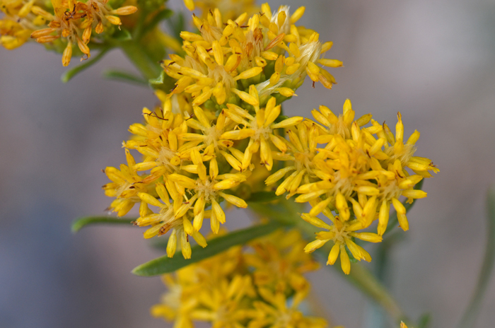 Rusby's Goldenbush blooms from July or August to November. It prefers elevations from 2,500 to 5,000 feet (762-1,524 m). Isocoma rusbyi Rusby's Goldenbush blooms from July or August to November. It prefers elevations from 2,500 to 5,000 feet (762-1,524 m). Isocoma rusbyi